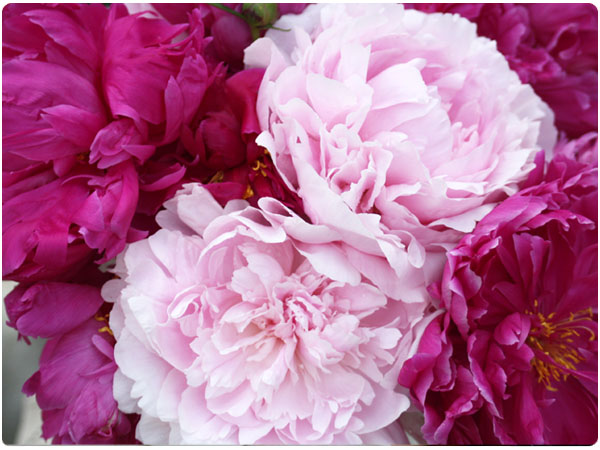 peonies2